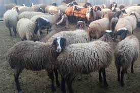 تحقیق و پژوهش-پرورش گوسفند و بز و بره،تغذیه،بیماریها و واکسنهای مربوطه