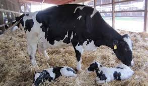 تحقیق و پژوهش-اصول و راهکارهای پرورش گاو شیری و گوساله